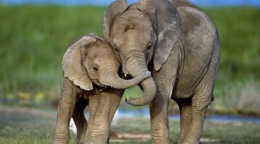 Почему исчезают африканские слоны