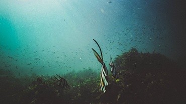 Морские организмы  помогут получить биопластик