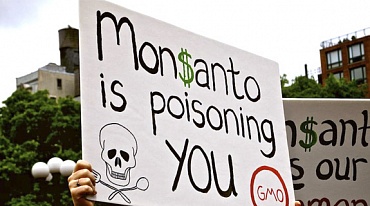 В США штаты могут запрещать ГМО-культуры