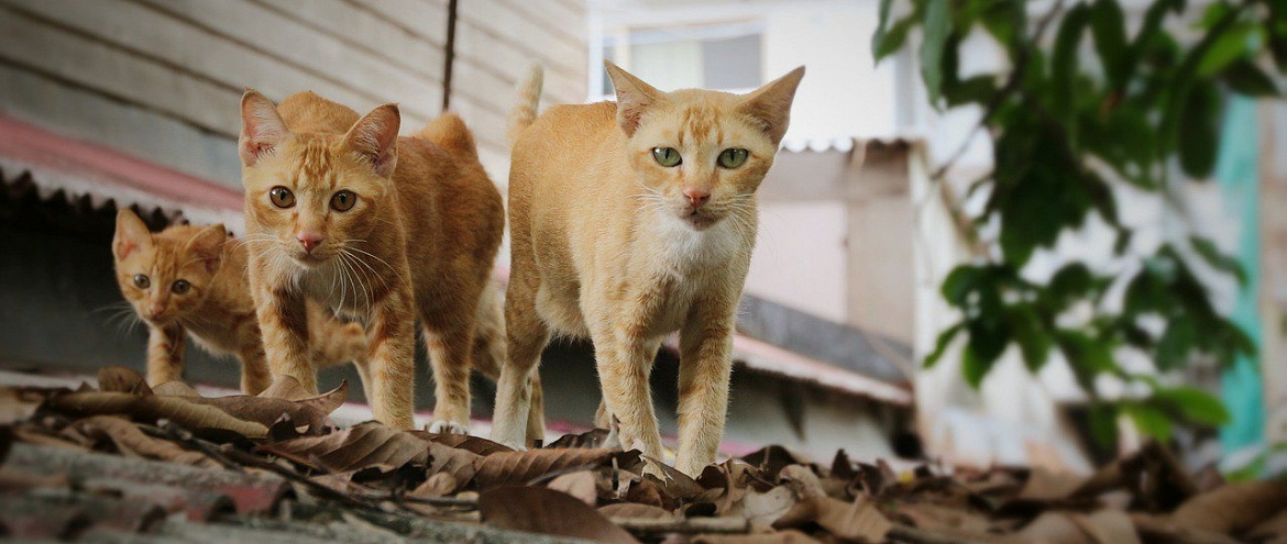 В Австралии кошкам запретят выходить на улицу