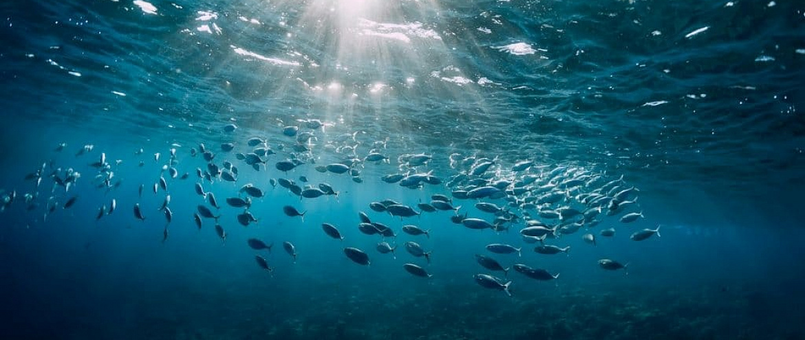 Сокращение молибдена в океанах - признак  глобальной экологической катастрофы