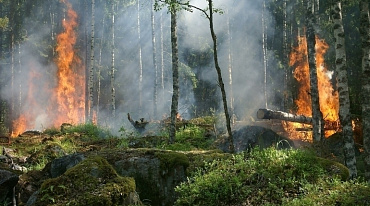 В 2021 году выбросы углекислого газа от лесных пожаров превысили выбросы мировой авиации 