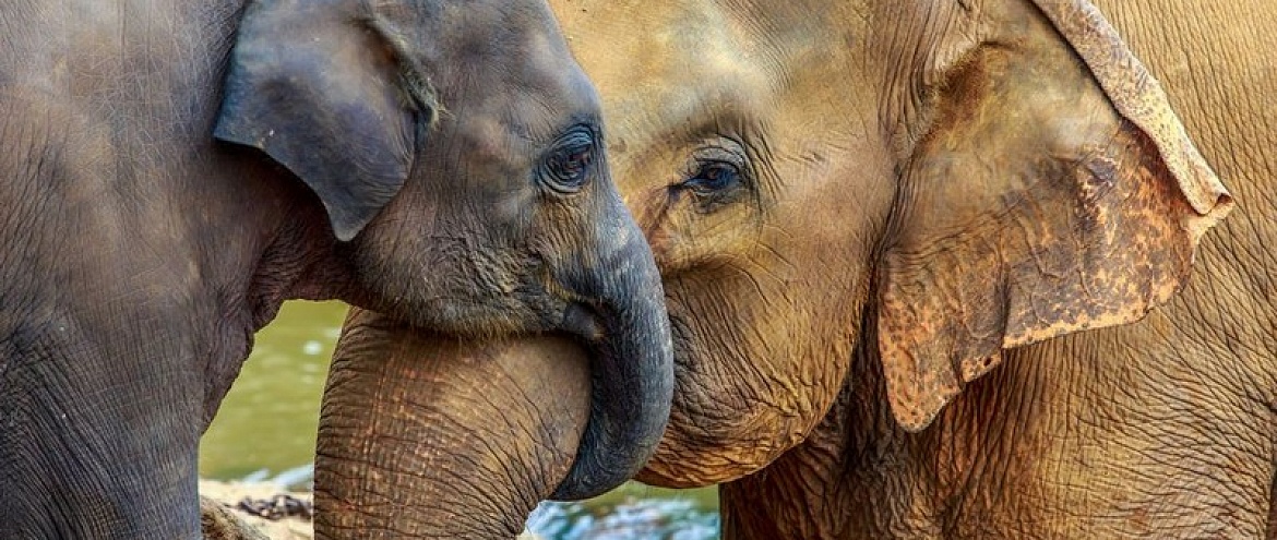12 удивительных фактов о слонах