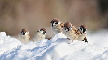 Вебинар «Хранители птиц: зачем и как помогать птицам зимой?»
