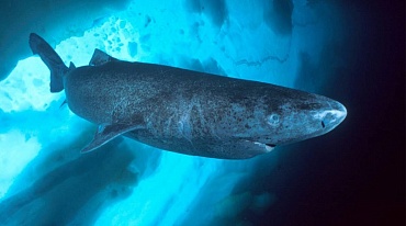 Гренландская акула может жить более 500 лет