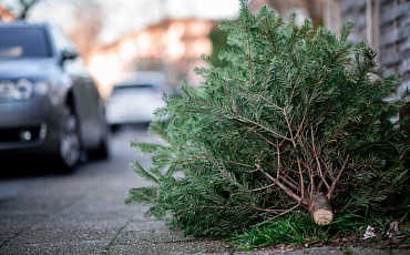 Куда в Москве сдавать новогодние елки после праздников