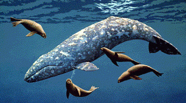 В Тихом океане гибнут серые киты