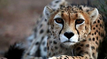 Экологи призывают к спасению азиатского гепарда