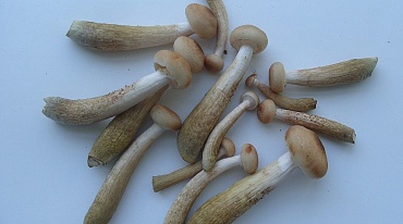 Алтайские ученые придумали ранозаживляющий материал  из грибов