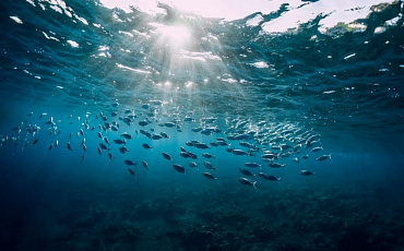 Сокращение молибдена в океанах - признак  глобальной экологической катастрофы
