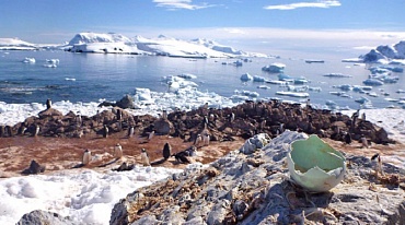 Пингвины реагируют на изменения климата