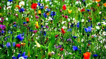 В Лондоне высадят 9 миллионов полевых цветов