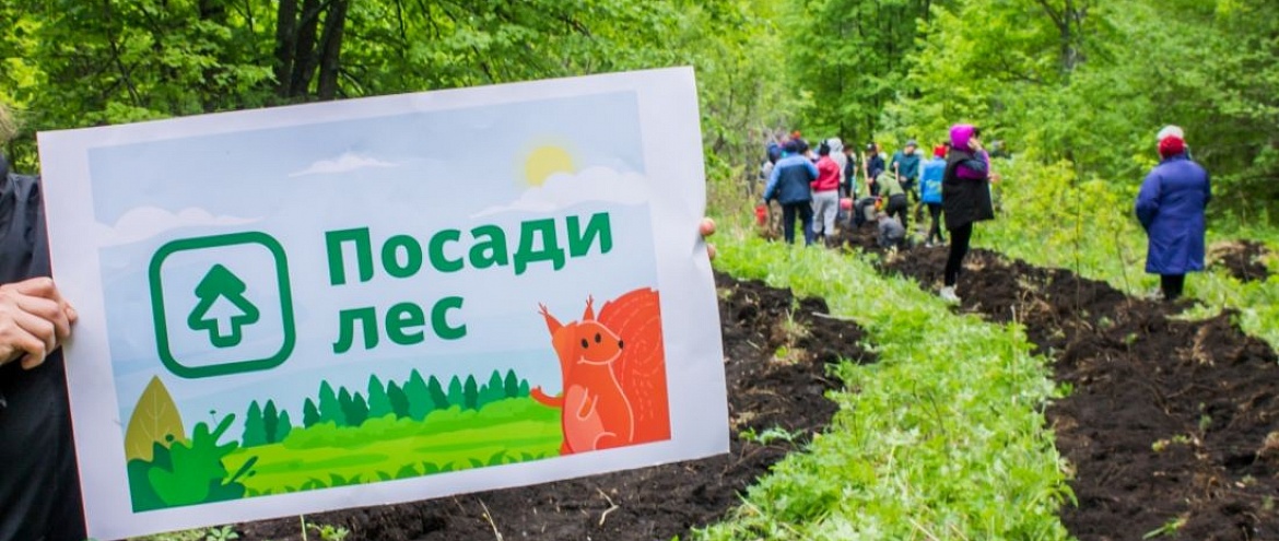 Проект «Посади лес» приглашает российские компании погасить свой углеродный след 
