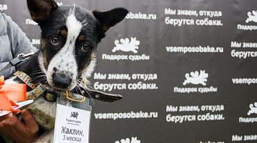 #всемпособаке: в Москве пройдет выставка бездомных собак