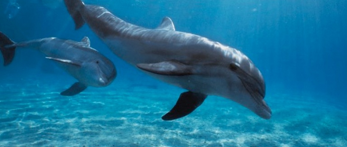 Вышел документальный фильм «Дельфины Черного моря»