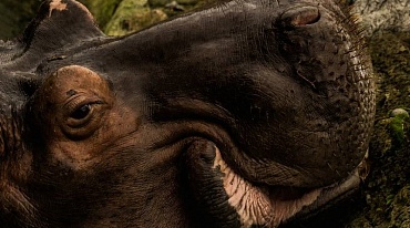 11 невероятных фактов о бегемотах