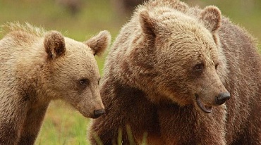 В Швеции медведи перехитрили охотников