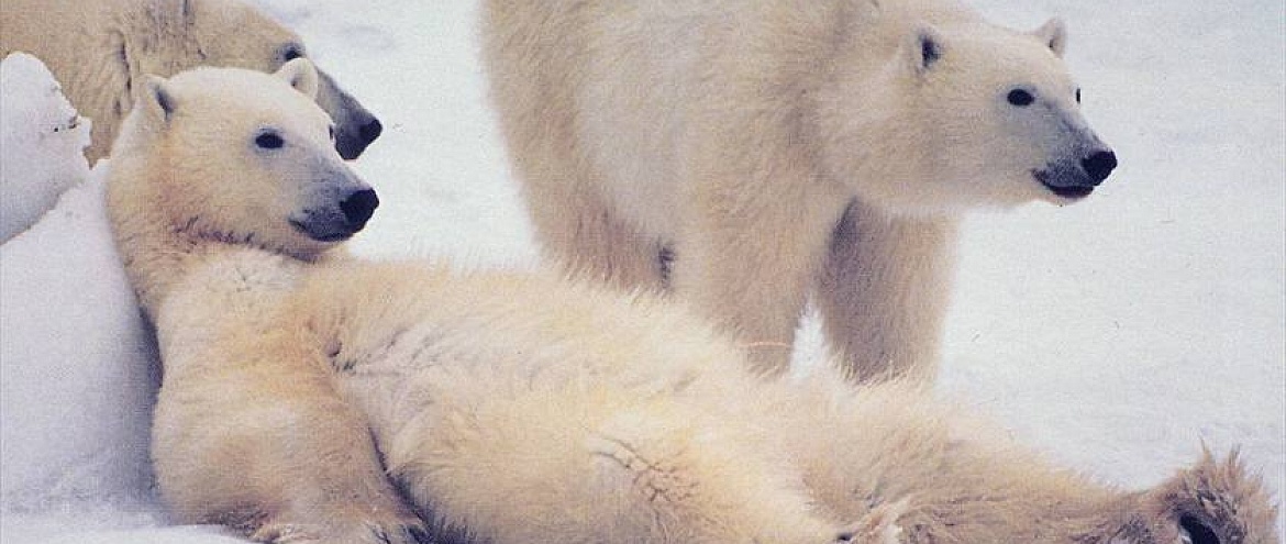 Россия и Норвегия сохраняют белого медведя в Арктике