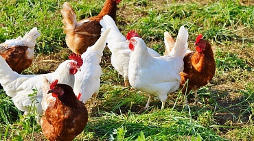 Китай призвал куриную армию на борьбу с саранчой