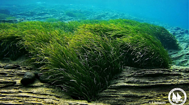 В Эгейском море посадили подводный сад