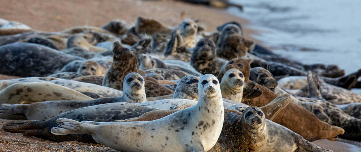 Ученые обнаружили причину массовой гибели каспийских тюленей