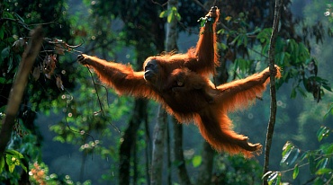 Орангутанги Борнео могут исчезнуть