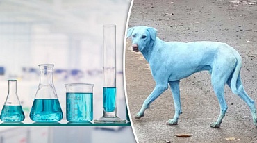 Промышленные отходы покрасили собак в синий цвет