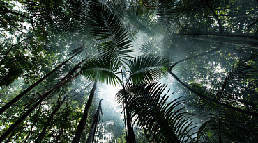 Деятельность человека вызвала деградацию лесов Амазонии