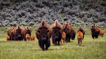 В Якутии создана зона канадских бизонов