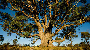 В 88 странах зафиксировали рост болезней деревьев