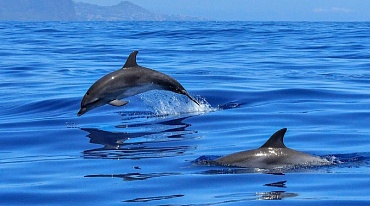 Южная Корея запретила ввоз дельфинов