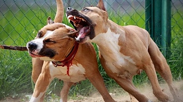 За собачьи бои будут лишать свободы