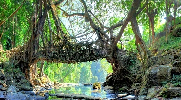 Природная архитектура дарит живые мосты из корней