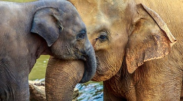 12 удивительных фактов о слонах