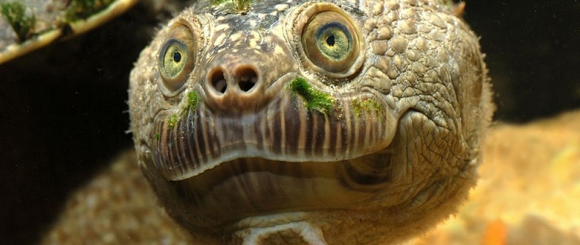 Редкая черепаха находится на грани вымирания