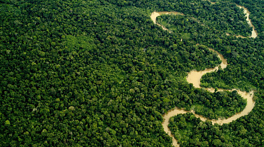 За шесть лет в Амазонке вырубили 800 млн деревьев из-за спроса на говядину