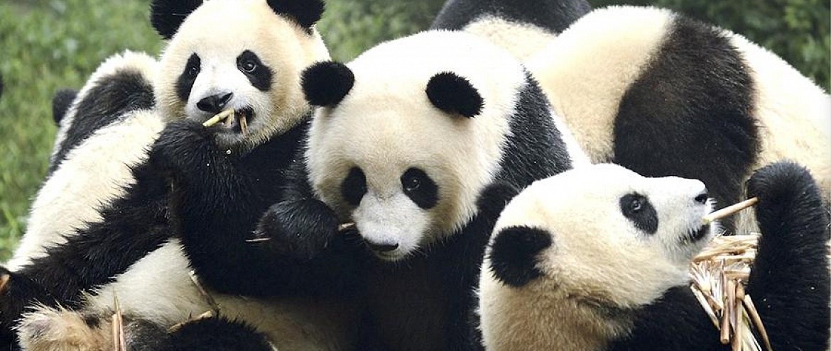 Панды спасены! Бамбуковые медведи больше не исчезающий вид