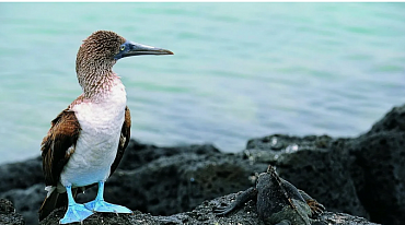 Популяции морских птиц под угрозой из-за изменения климата 