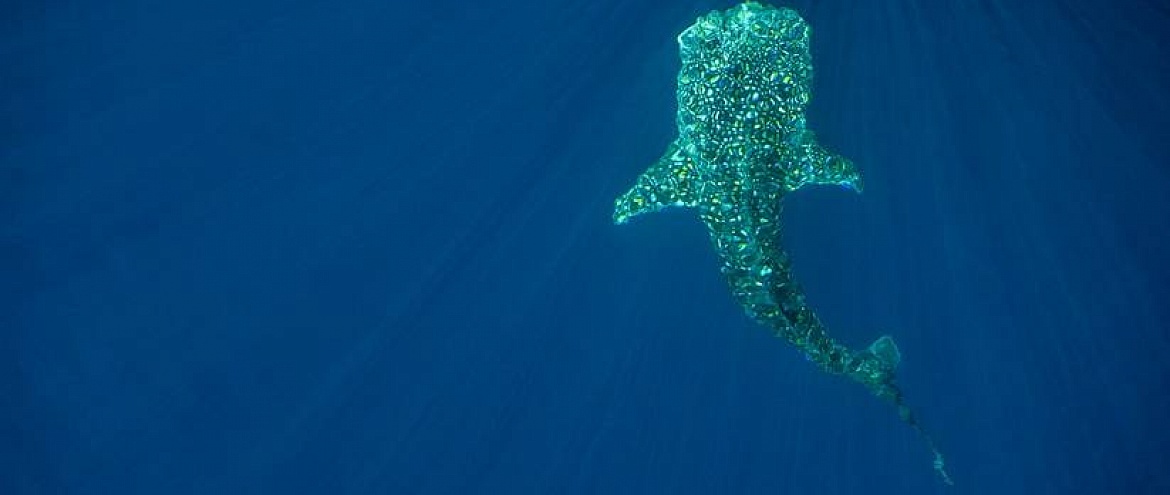 Желудки китов были полны пластикового мусора