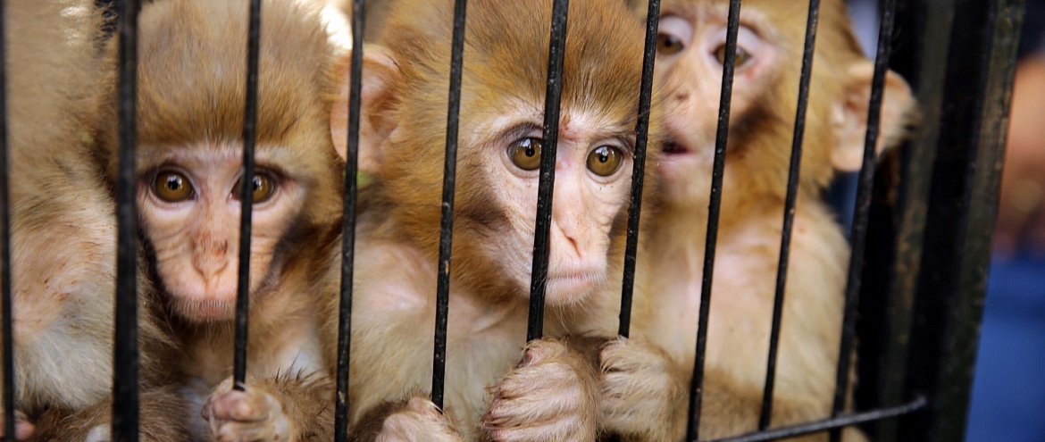 В цирках Вьетнама зафиксированы случаи жестокого обращения с животными