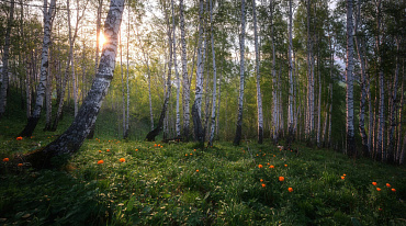 За год площадь лесов в России увеличилась на 458,5 тыс. га
