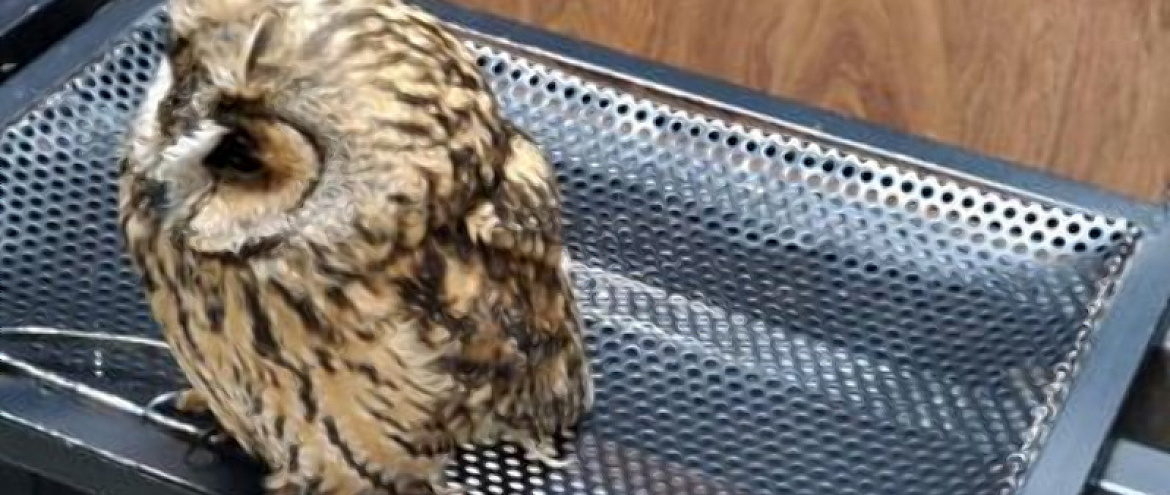 На Тверском бульваре в Москве спасли краснокнижную ушастую сову