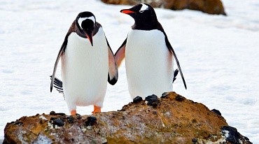 Биоразнообразие Антарктики находится под угрозой