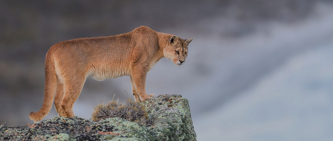 Калифорнийские горные львы могут стать исчезающим видом