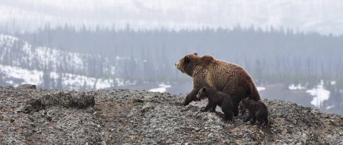 Символ России и природы: обычаи и традиции в День медведя