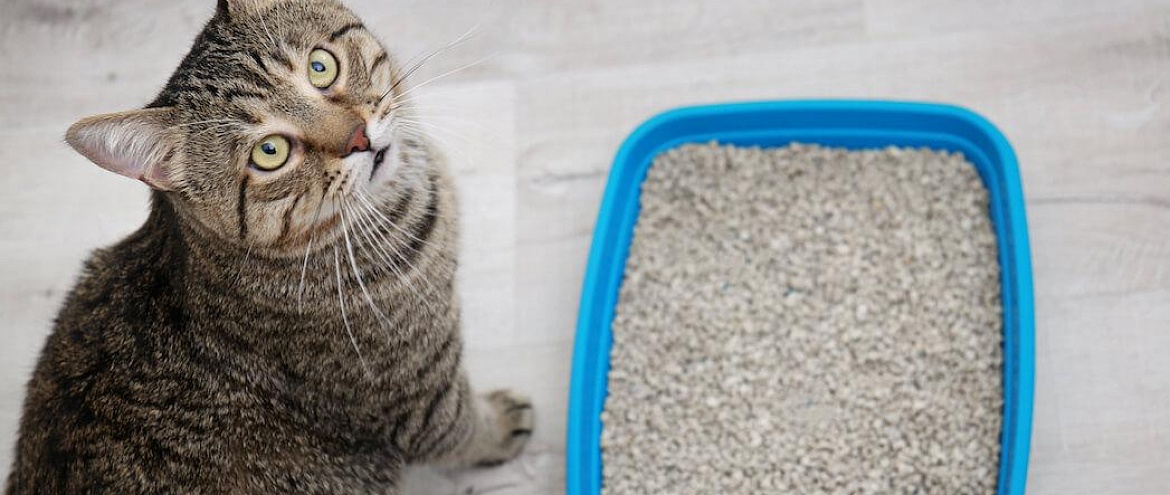 Ученые удалили метан из воздуха с помощью глины для кошачьих лотков