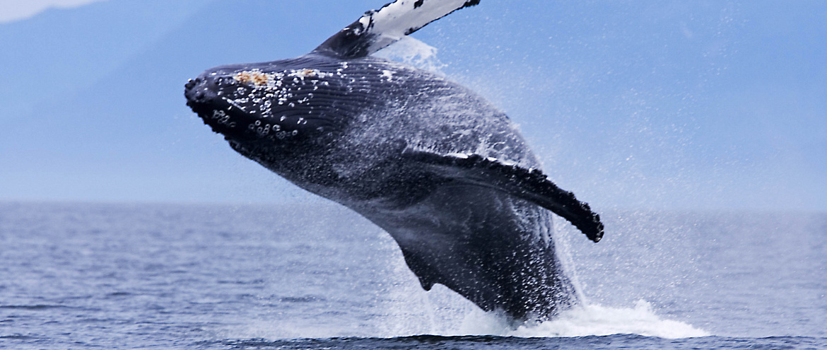 На Камчатке создадут каталог серых китов