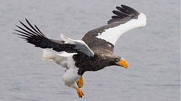 На Камчатке редких птиц будут отслеживать с помощью дронов 