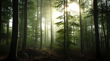 420 миллионов гектаров леса исчезло на планете за последние 30 лет