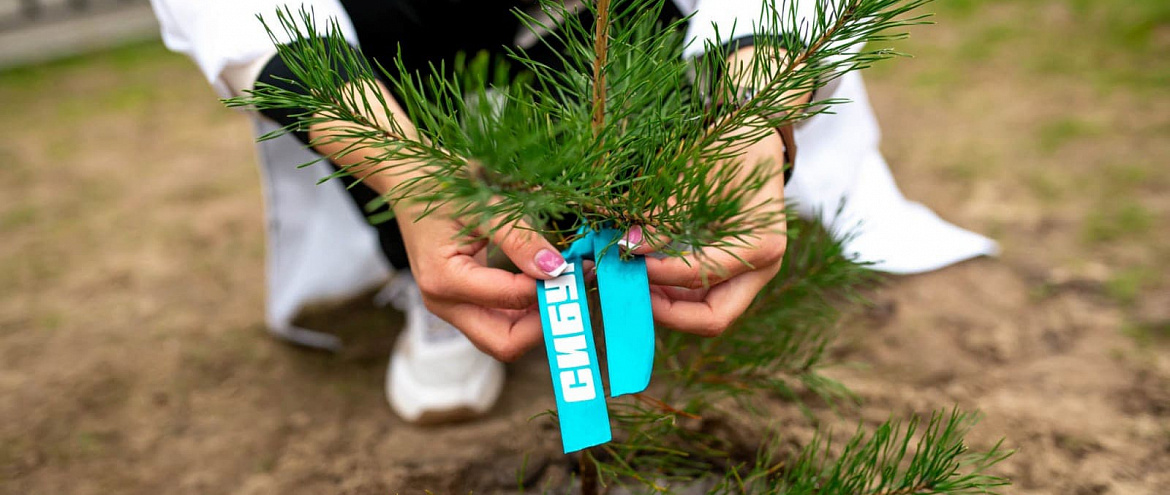 В 2022 году СИБУР посадил 1012980 деревьев по всей России